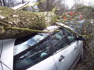 Baum audf Neuwagen