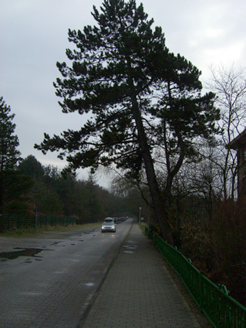 Baum Windschief